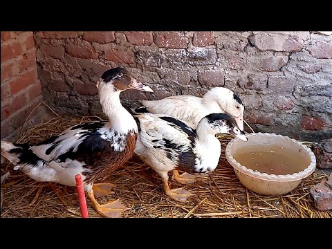 وزن البط البغالى اقل من شهرين