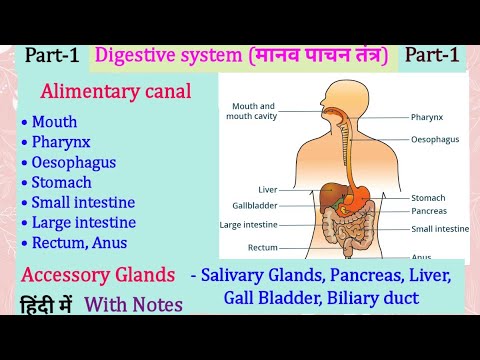 Digestive system in Hindi Anatomy and Physiology | मानव पाचन तंत्र ...