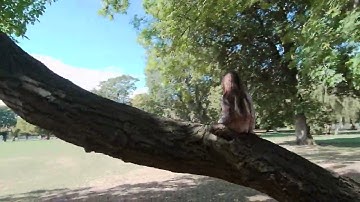 Runcam Thumb Pro no nd filter 4k 60fps dark and light areas dynamic zoom and lens profile used