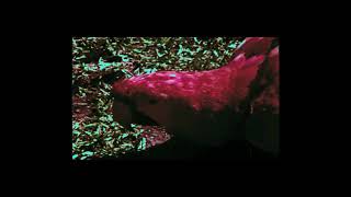 Loocid - Diezel Official Music Video