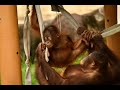 My family and friends! by Loki   僕の家族と友達　ロキ　Orangutan  Tama Zoological Park