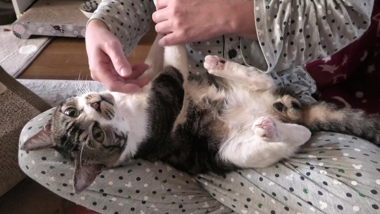 決意を感じる 母猫が子猫を託しにくる様子に反響 決意を感じる 母猫が子猫を託しにくる様子に反響