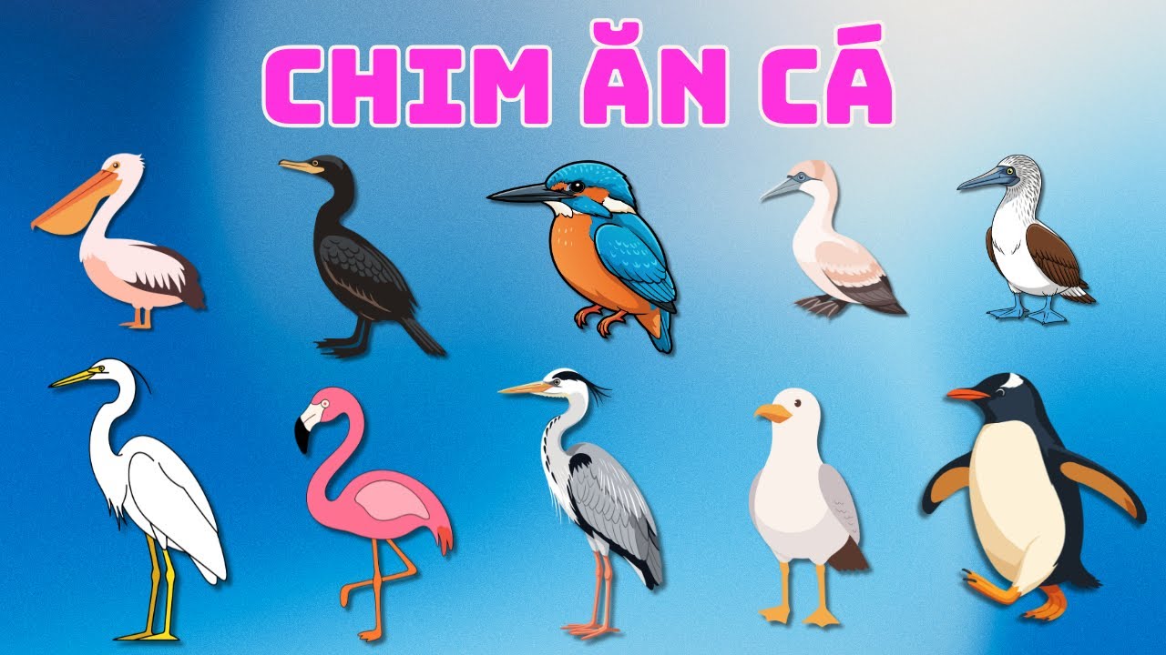 Các Loài Chim Sống Gần Nước 🐧🦩 | Bồ Nông – Hồng Hạc – Cánh Cụt | Video Giáo Dục Cho Bé