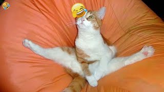 🤣🤣 New Funny Cats and Dogs Videos 😍😂 Funniest Animals # 63