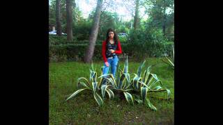 E tare bruneta,da,da.wmv