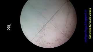 microcline thin section - ppl and xpl (optical geology)