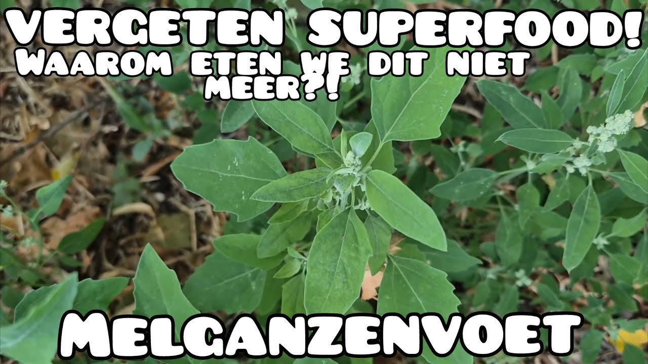 De Vergeten Kracht van Melganzenvoet!