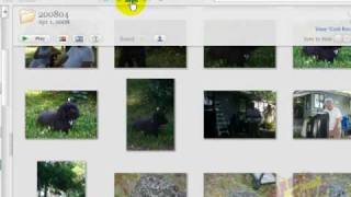 Picasa 3 - Library View