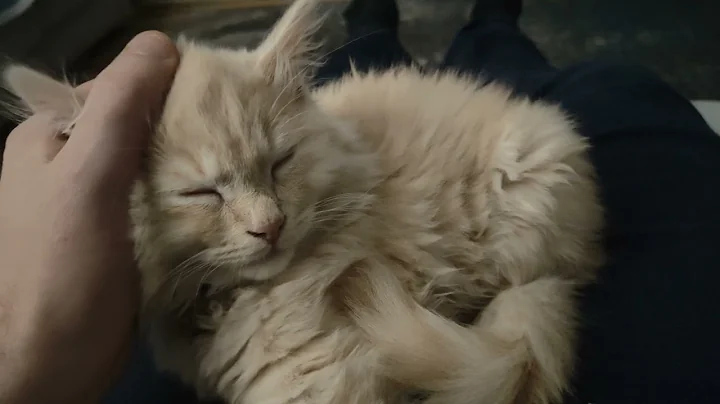 Watch the video about Vesemir, My Ragdoll- Maine Coon kitten