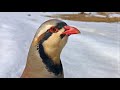 Chukar Partridge Finding Food in Winter | Beautiful Wild Calls