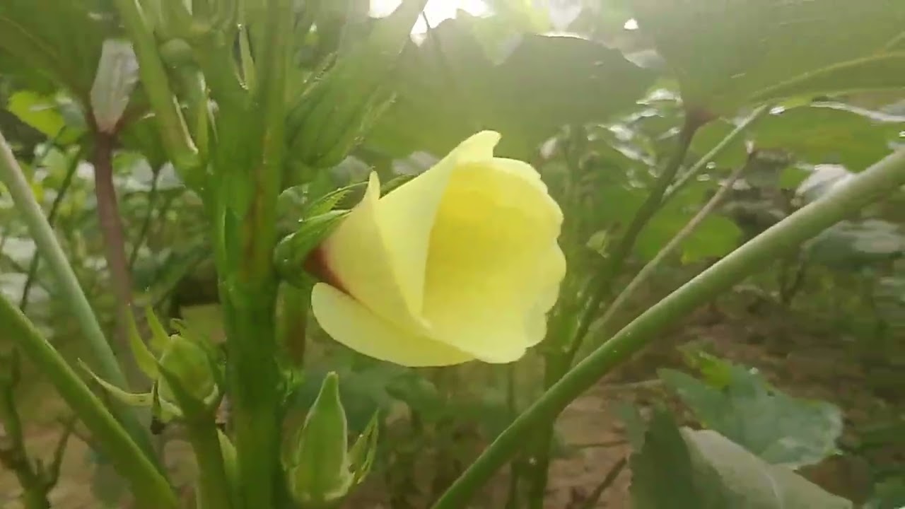 @namisbis na cja.mouwan paba kaha ni.