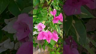 Beautiful Bougainvillea #bougainvillea #flower #gardening