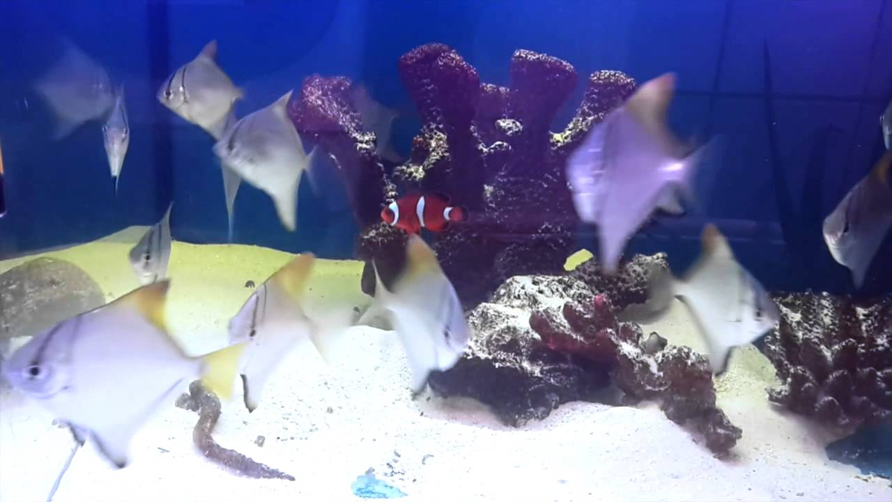 Монодактил серебряный  (Monodactylus argenteus)