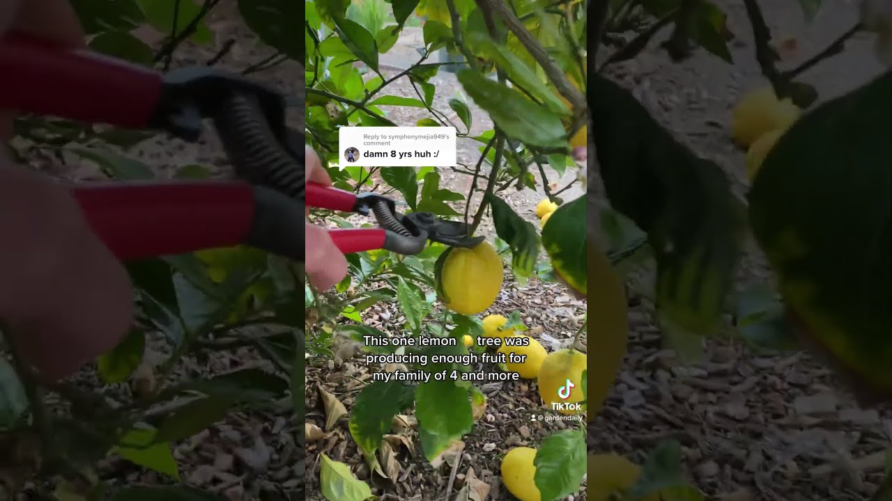 How Long Does It Take For A Lemon Tree To Bear Fruit Fruittrees