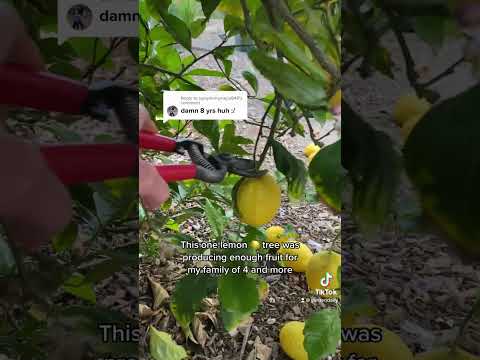 Video: Življenjska doba limoninega drevesa - kakšna je povprečna življenjska doba limoninih dreves