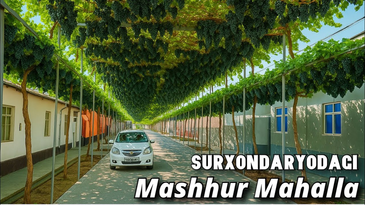 Mana o‘sha internetni portlatgan Mashhur MAHALLA. Surxondaryo Uzun tumani - UZUMLARI.  Batafsil…