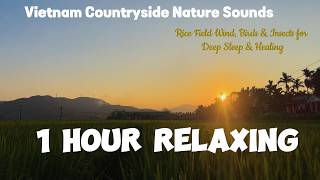1 Hour Vietnam Countryside Nature Sounds | Rice Field Wind, Birds & Insects for Deep Sleep & Healing screenshot 5