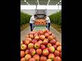 🍎 How Apple Juice is Made | Factory Process in 30 Seconds #Shorts
