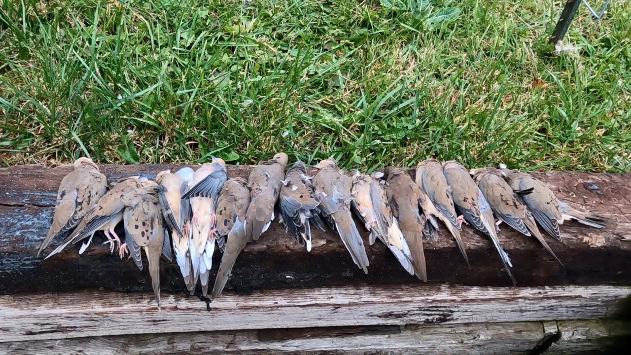 Dove hunting in Virginia’s mountains (S1/E2)