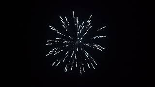 6inch Silver strobe willow (445.6071)