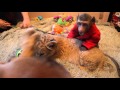 Яванская макака Федя играет с львенком