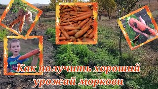 Как получить хороший урожай моркови _ деревенские будни