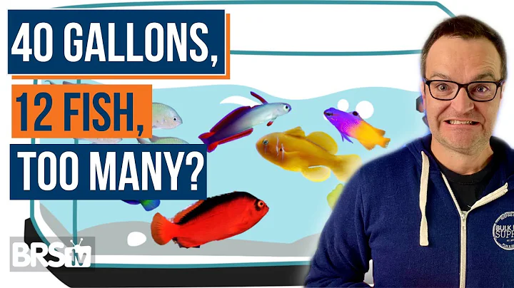 Overstocked or Just Right? Top 10 Beginner Saltwater Fish & Stocking Tips! - Ep: 31b - DayDayNews