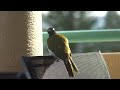 20260406 A Blue-faced Honeyeater (Entomyzon cyanotis) on our balcony