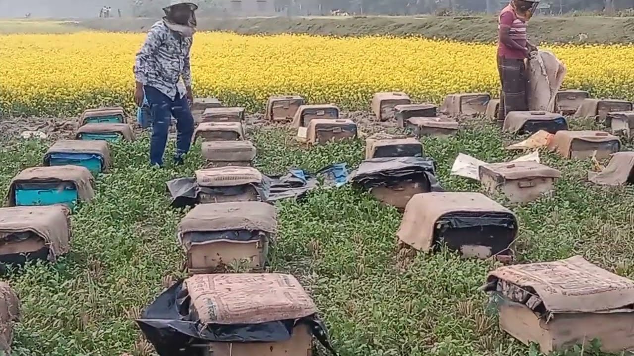 সরিষা  ফুলের মধু  সংগ্রহ  করার অভিনব  পদ্ধতি।   How to Collect Honey From Field?#comedy #funny #