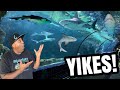 INSANE SHARK TANK WAS EPIC!