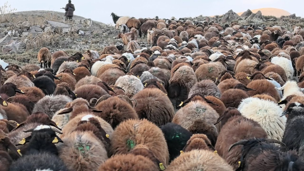 YAYLADAN KÖYE GÖÇ 1 BÖLÜM.