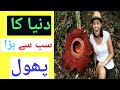 Dunya Ka Sab Sy Bara Phool - World's Biggest Flower - Amazing World - Ghaazi