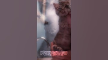 Cute cat Edit #roblox #robloxedit #furupage #forupage #foryou #foryoupage #fypage #fyp #cool #cat