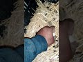 بيضه قريبه