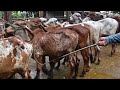 Animales Gyr de la Hacienda Las Margaritas-El Salvador en el Campo