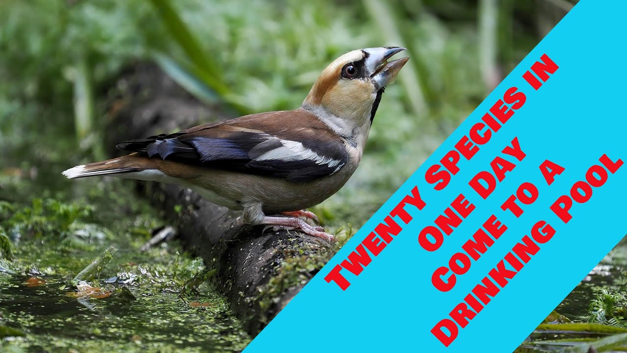 Is this the best bird hide on a nature reserve for bird photography? If only I could get inside!