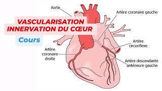VASCULARISATION ET INNERVATION DU COEUR