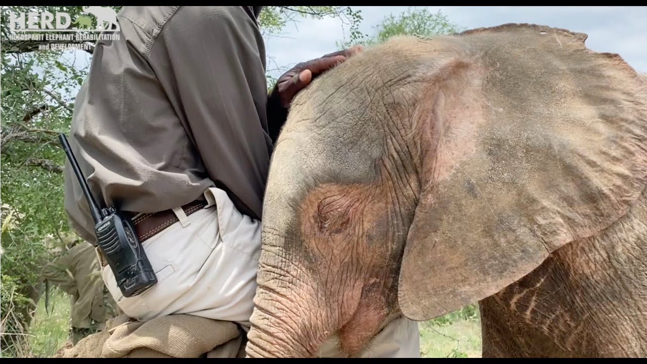 Summer days in the wild with albino baby elephant Khanyisa🐘 and her herd.