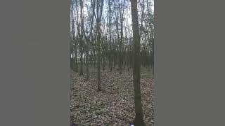 Download lagu kebun karet 3/4 hektar jenis RIM getahnya Joss 2x irisan tembus 130kg.