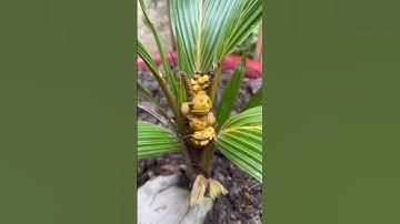 Độc lạ miền tây cây dừa vậy mà có trái 😱😍 #nganamtv #mientay #docla #doclabinhduong #doclamientay