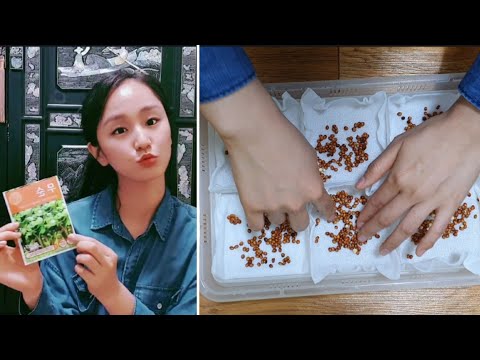 [#무순씨앗]5탄 돌아온무순키우기 - 준비과정