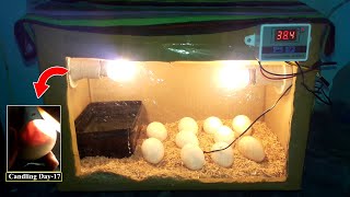 DIY Cardboard box egg incubator | DAY-17 | Candling Eggs | Birds Palace