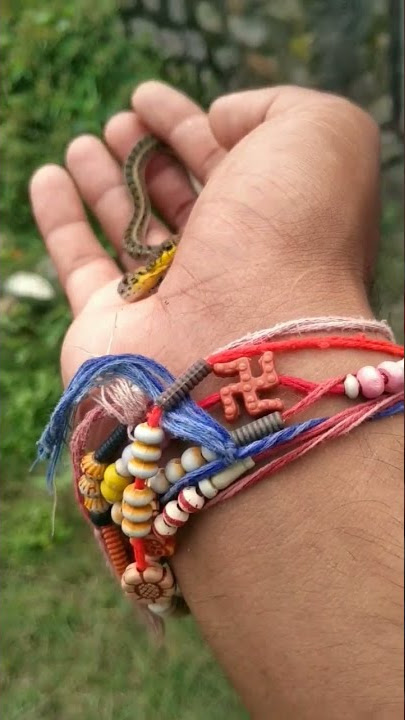 Buff striped keel back..#jimcorbett #sanke #savewildlife #savenature #savesnake