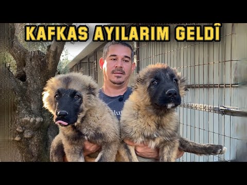 KAFKAS AYI YAVRULARI VE ALABAY’IM GELDİ | YENİ KÖPEKLERİM | MERMERDE TAVUK YAPTIK