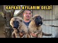 KAFKAS AYI YAVRULARI VE ALABAY’IM GELDİ | YENİ KÖPEKLERİM | MERMERDE TAVUK YAPTIK