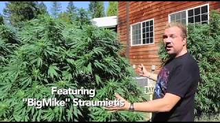 Cannabis Cloning Secrets From Grand Master Growers (Candyland Pt 1)