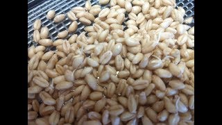 Sprouting Wheat Berries With Angie's Pantry Sprouting Wheat Berries With Angie's Pantry