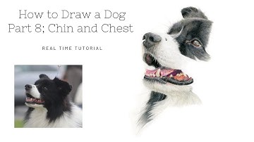 How to Draw a Realistic Dog in Colour Pencils | Real Time Tutorial | Part 8 Chin and Chest
