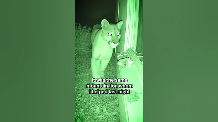 A wounded lion led me to something unbelievable   #heartwarming  #animals