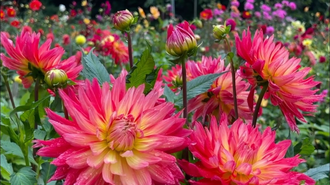 2024/06/27　超超超超超撮り頃です！　夏の瀬田ダリア園　その９　〜愛媛県八幡浜市〜